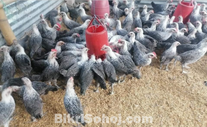 ফাওমি মুরগির বাচ্চা